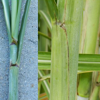 Distinguishing characteristics – Stalk has a heavy wax bloom; dark dewlap; dark leaf sheath margin; growth cracks; moderate population of medium-size stalks.